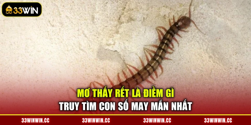 Mơ Thấy Rết Là Điềm Gì - Truy Tìm Con Số May Mắn Nhất