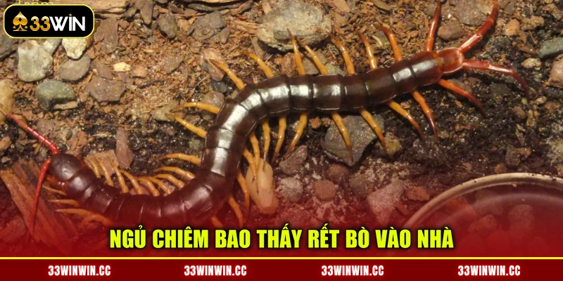 Ngủ chiêm bao thấy rết bò vào nhà